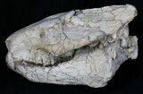 Nicely Prepared Oreodont (Merycoidodon) Skull #31518-3